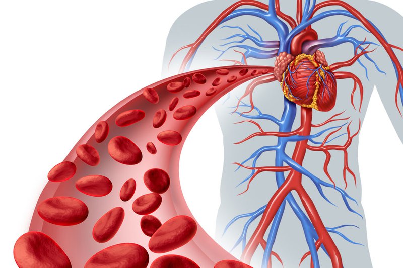 Quá trình co giãn không ngừng của cơ tim tạo ra sự thúc đẩy tuần hoàn máu lưu thông khắp cơ thể.