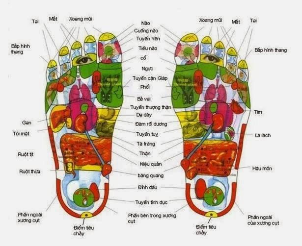 Một bộ phận của lòng bàn chân phản ứng ra một phần thân thể, đó gọi là "khu phản xạ".