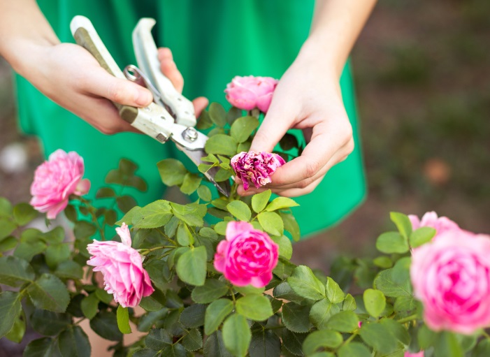 Mách nhỏ bí quyết trồng và chăm sóc hoa hồng nở đúng dịp Tết ai cũng thích
