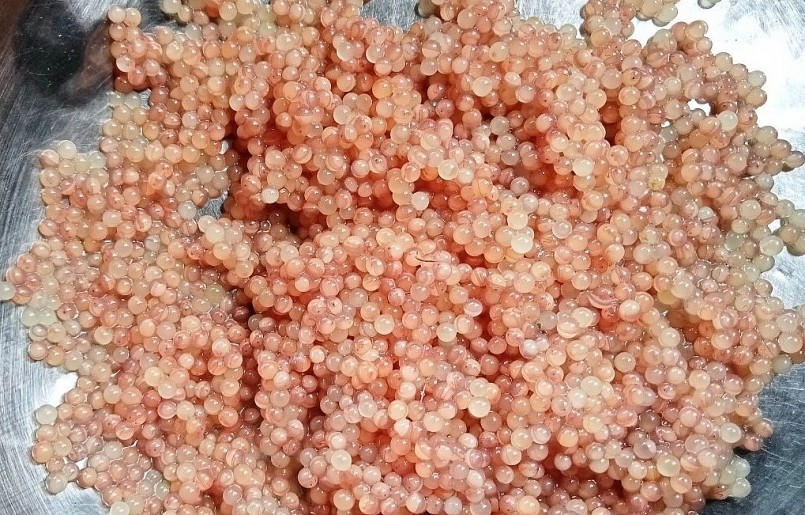 Trứng lươn được thu gom và đem ấp nở với tỷ lệ cao.