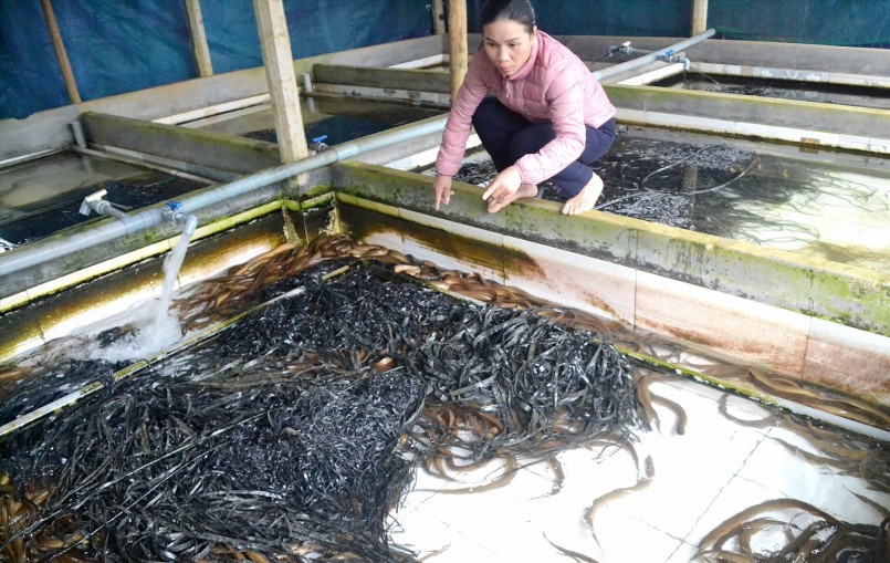 ngành Nông nghiệp tỉnh Quảng Nam đã áp dụng nhiều chính sách hỗ trợ, khuyến khích người dân nhân rộng mô hình nuôi lươn không bùn.
