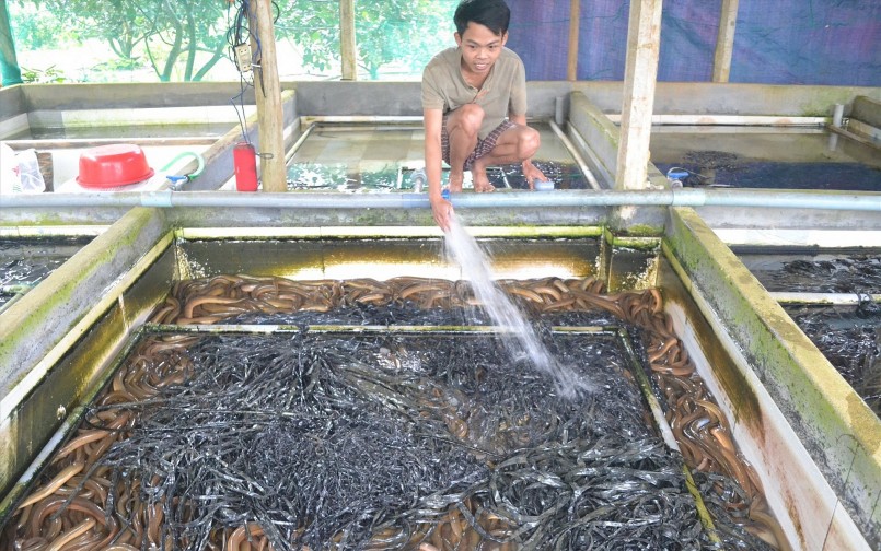 Mô hình nuôi lươn không bùn của ông Trần Văn Long sau7 tháng nuôi đã thu lợi nhuận 500 triệu đồng.
