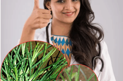 Shocking Discovery: Goosegrass (Eleusine indica) – The Hidden Secret to Supercharge Your Kidney Health! Uncover the Astonishing Natural Remedy That Could Transform Your Life. Don’t Miss Out on This Game-Changing Herb That’s Been Overlooked for Too Long. Are You Ready to Boost Your Wellness Naturally?