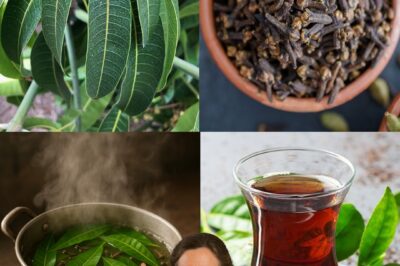 SHOCKING Health Secret UNLOCKED: Ancient Mango Leaf & Clove Tea Recipe That Big Pharma Doesn’t Want You to Know! 🌿🔥 (Full Step-by-Step Detox Miracle Inside!)